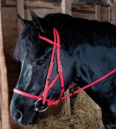 Biotack Bridon Licol - SHOP HORSE